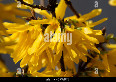 Nahaufnahme des Ortsverbandes Forsythien mit Blumen Stockfoto