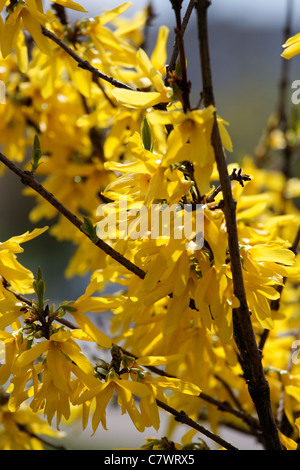 Vertikale Ansicht des Ortsverbandes Forsythien mit Blumen. Stockfoto
