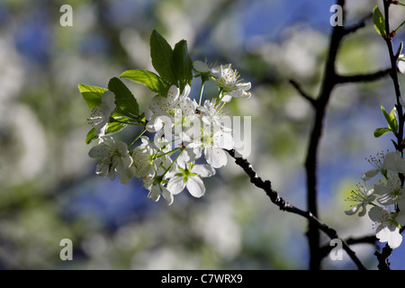 Blühender Apfelbaum auf blauen Himmelshintergrund Stockfoto