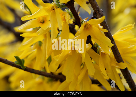 Nahaufnahme des Ortsverbandes Forsythien mit Blumen Stockfoto
