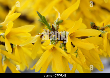 Nahaufnahme der Forsythia Blumen. Stockfoto