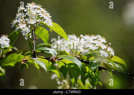 Apfelbaum Blumen auf grünem Hintergrund jedoch unscharf Stockfoto