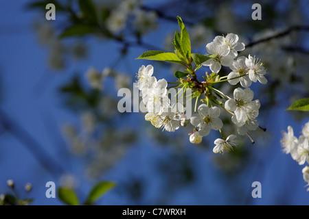 Apfelbaum Blumen auf dunkelblauen Himmelshintergrund Stockfoto
