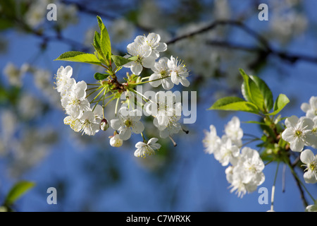Blühender Apfelbaum Filiale auf blauen Himmelshintergrund Stockfoto