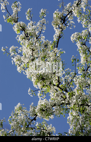Blühender Apfelbaum auf blauen Himmelshintergrund Stockfoto
