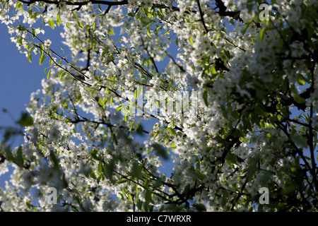 Blühender Apfelbaum auf blauen Himmelshintergrund Stockfoto