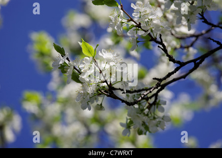 Blühender Apfelbaum auf blauen Himmelshintergrund Stockfoto
