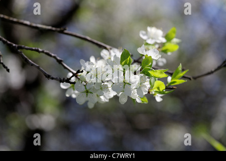 Blühender Apfelbaum Brunch auf der Hintergrund jedoch unscharf Stockfoto