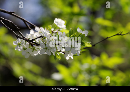 Blühender Apfelbaum Filiale auf grünem Hintergrund jedoch unscharf Stockfoto