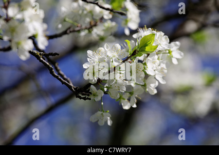 Blühender Apfelbaum Filiale auf unscharfen Hintergrund Stockfoto