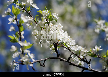 Blühender Apfelbaum Filiale auf unscharfen Hintergrund Stockfoto