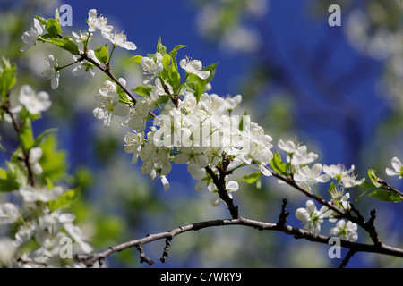 Blühender Apfelbaum Brunch auf der Hintergrund jedoch unscharf Stockfoto