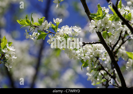Blühender Apfelbaum Brunch auf der Hintergrund jedoch unscharf Stockfoto