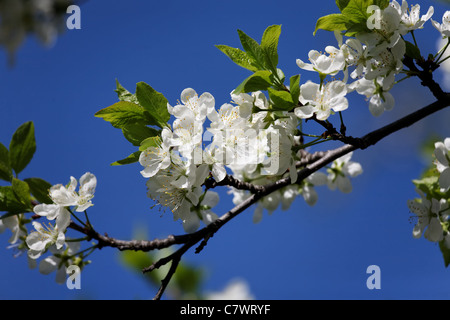 Zweig der blühenden Apfelbaum am dunkelblauen Himmelshintergrund Stockfoto