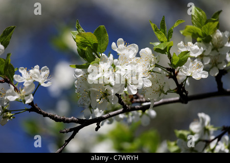Zweig der blühenden Apfelbaum vor verschwommenen Hintergrund Stockfoto
