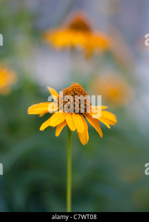 Kamille. Gelbe Blumen im Garten blühen Stockfoto