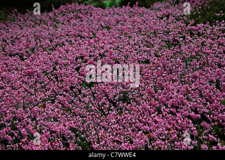 Erica Carnea 'Rosalie' AGM Stockfoto