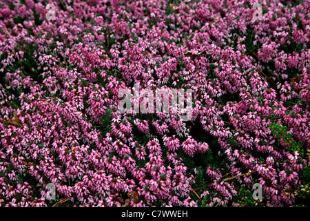 Erica Carnea 'Rosalie' AGM Stockfoto