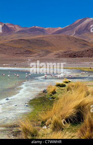 Die atemberaubende Landschaft zwischen San Pedro de Quemez und Ojo de Perdiz, Bolivien Stockfoto