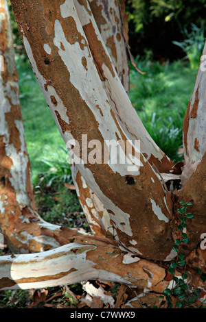 Luma Apiculata stammt AGM Marwood Hill Gardens, North Devon Stockfoto