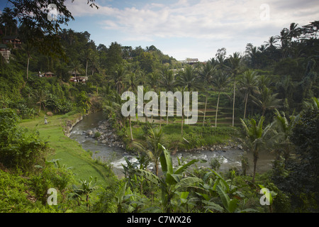 Reisterrassen, Sayan, Ubud, Bali, Indonesien Stockfoto