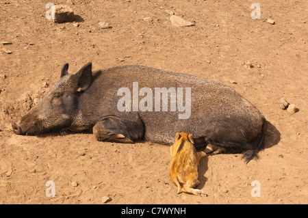 Ein Wildschwein mit Boarlet bei Bolton Castle in der Nähe von Leyburn in North Yorkshire, England, Großbritannien, Uk Stockfoto