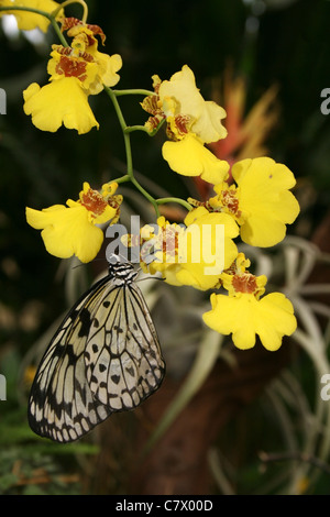 Der Papier-Drachen, Reispapier oder große Baumnymphe Schmetterling. Schmetterlingspark Benalmadena, Malaga, Spanien. Stockfoto