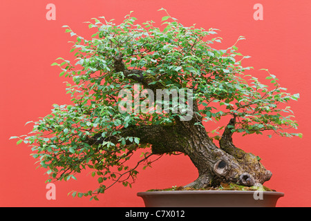 schöne Zelkova Baum Bonsai auf rotem Grund Stockfoto