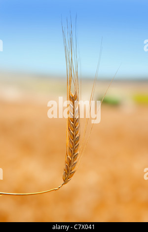 allein Getreide Anstieg der goldene Weizenfeld Stockfoto