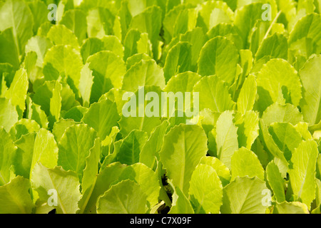 Salat grün sprießt wenig wachsende Pflanze, in Fächer sein Stockfoto