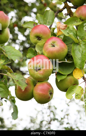 Äpfel auf einem Ast Stockfoto