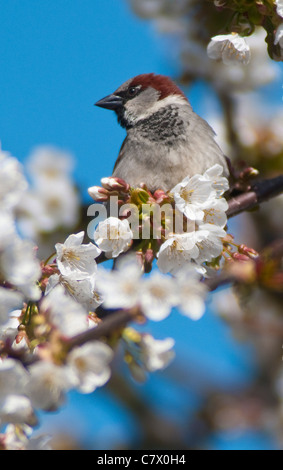 Haussperlinge im Frühjahr. Stockfoto