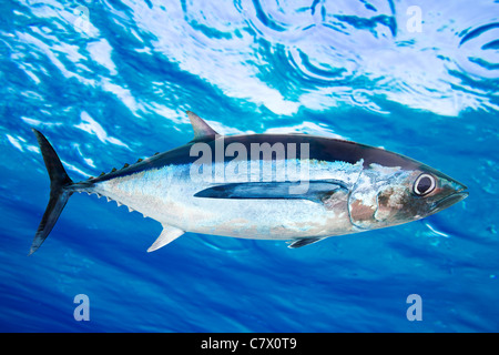 Weißer Thun Fisch Thunnus Alalunga Unterwasser Ozean Stockfoto