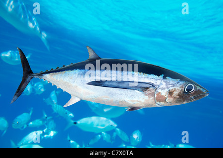 Weißer Thun Fisch Thunnus Alalunga Unterwasser Ozean Stockfoto