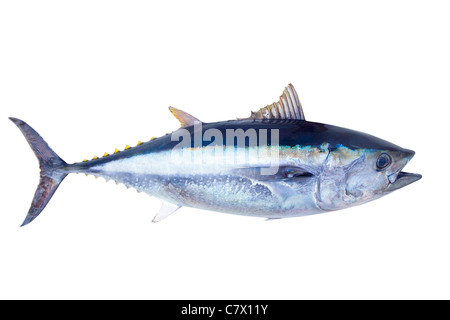 Roter Thun Thunnus Thynnus Salzwasserfische isoliert auf weiss Stockfoto