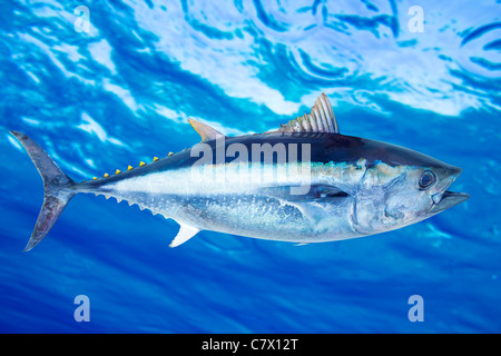 Roter Thun Thunnus Thynnus Salzwasser Fische Unterwasser blaue Meer Stockfoto