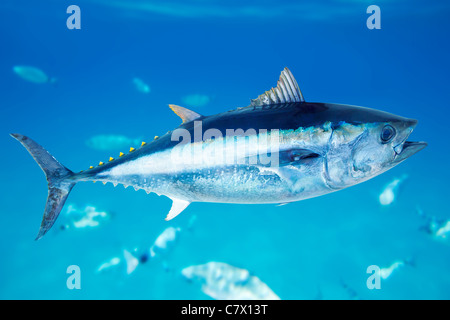 Roter Thun Thunnus Thynnus Salzwasserfische im Mittelmeer Stockfoto