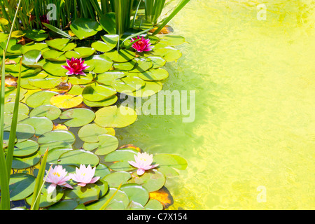 Nenufar Seerosen auf grünes Wasserteich mit klarem Wasser Stockfoto