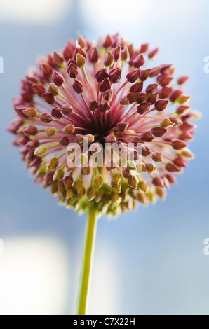 einzelne Wildblumen Magenta obenauf und grün auf Unterseite mit Licht blauer Hintergrund, die diese Blume Cirsium Arvense Familie gehört Stockfoto