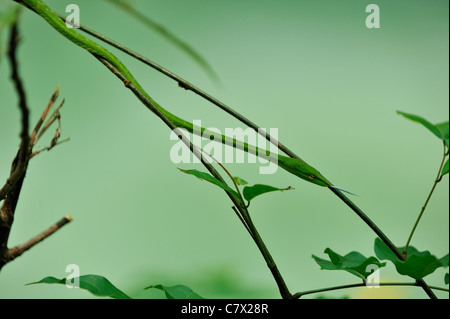 Ahaetulla Prasina, allgemein bekannt als die asiatischen Rebe Schlange oder den orientalischen Whipsnake ist eine weit verbreitete Baumschlange gefunden in Asien Stockfoto