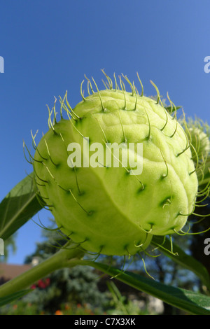 Die ballonartige Samenkapseln von Gomphocarpus Physocarpus auch bekannt als Asclepias Physocarpa und den gemeinsamen Namen Ballon Baumwolle Busch