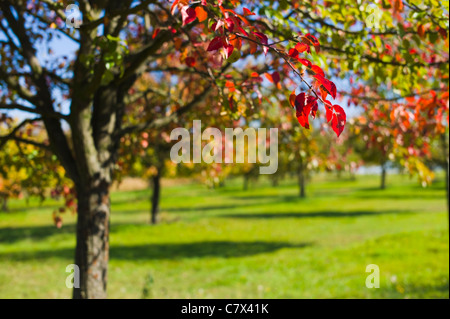 Apfelplantage Weingarten Baden-Württemberg Deutschland Stockfoto