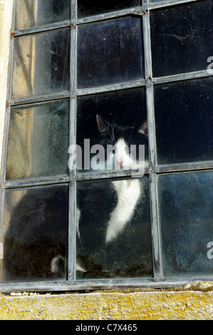 Katze spähte durch alte Fenster Uk Stockfoto