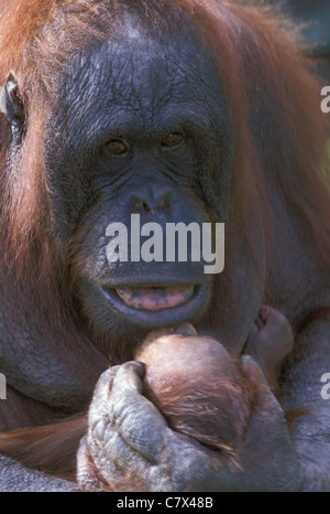 Bornean Orang-Utans (Pongo Pygmaeus) stolze Mutter und Kind Stockfoto