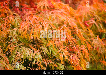 Acer Palmatum Dissectum, Cut-Leaved oder japanischer Ahorn Stockfoto