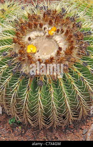 Zwei große Kakteen, eine Blume, an der Kaktusgarten auf dem Campus des Kapiolani Community College in Honolulu, Hawaii Stockfoto