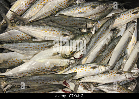 Großen Fang des spanischen Makrele (Scomberomorus Maculatus) nach einem Tag der Fischerei aus den Outer Banks von North Carolina Stockfoto