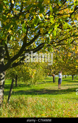 Frau pflücken Äpfel in einer Apfelplantage Weingarten Baden-Württemberg Deutschland Stockfoto