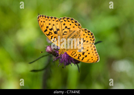 Hohe braune Fritillary (Argynnis Adippe) Fütterung auf Distel flowerhead Stockfoto