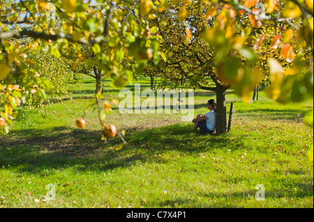 Apfelplantage Weingarten Baden-Württemberg Deutschland Stockfoto